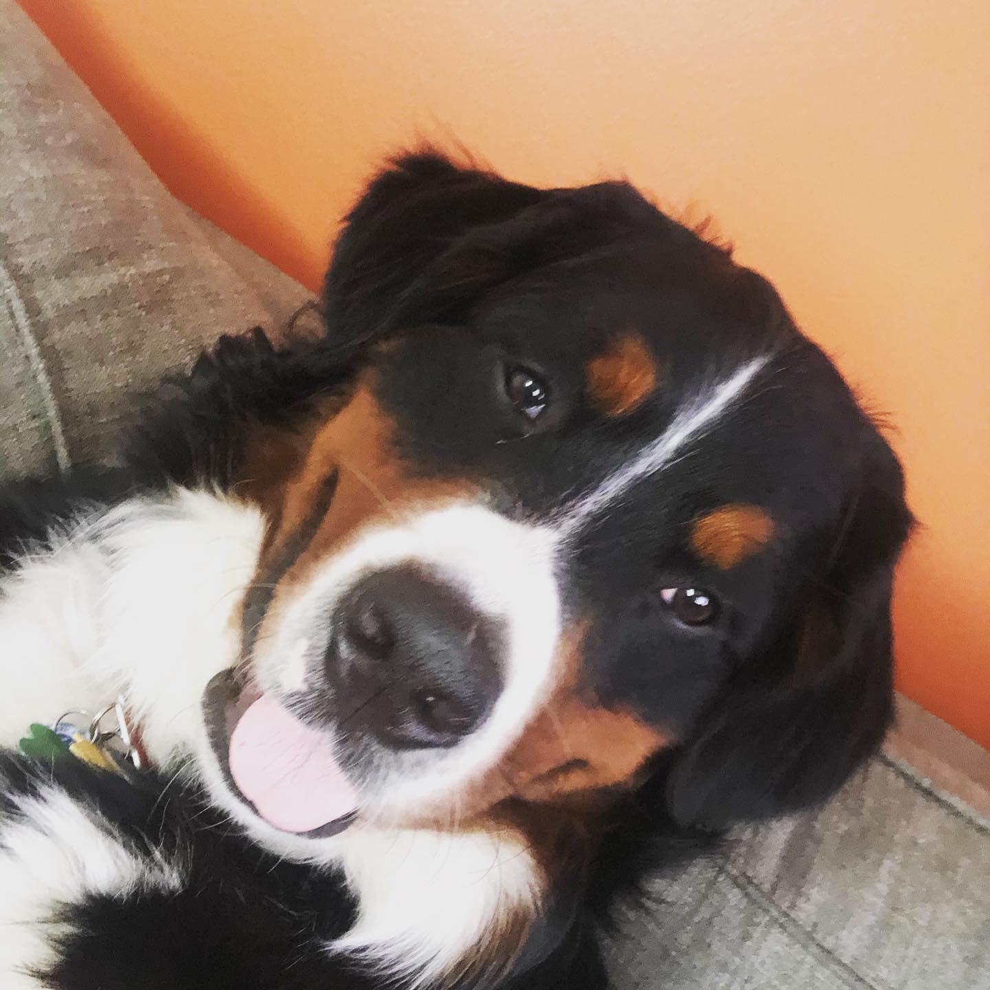 Right Rail Dog Image